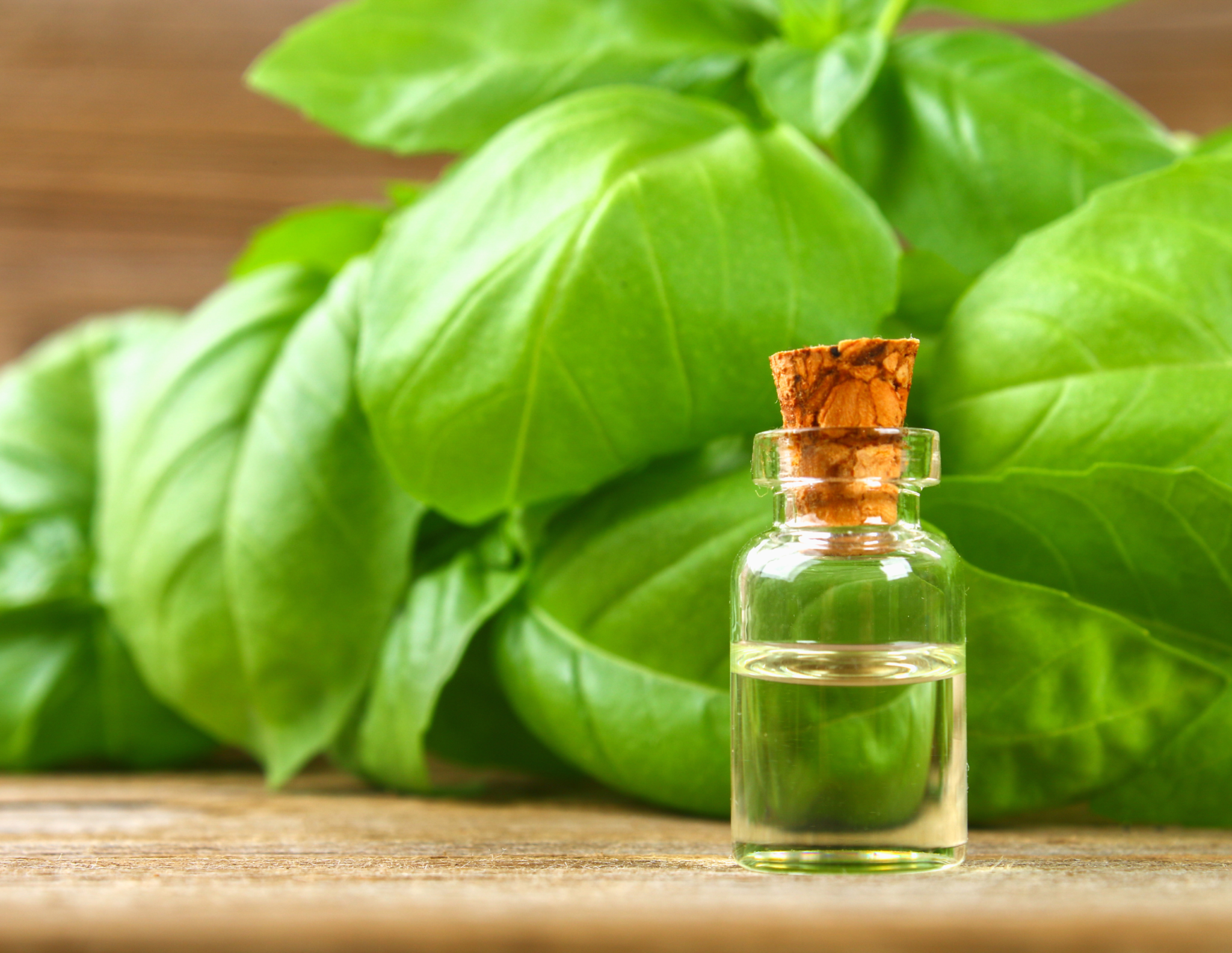 Basil Source The Ultimate Guide to Basil: Cultivation, Uses, and Storage - Green ...