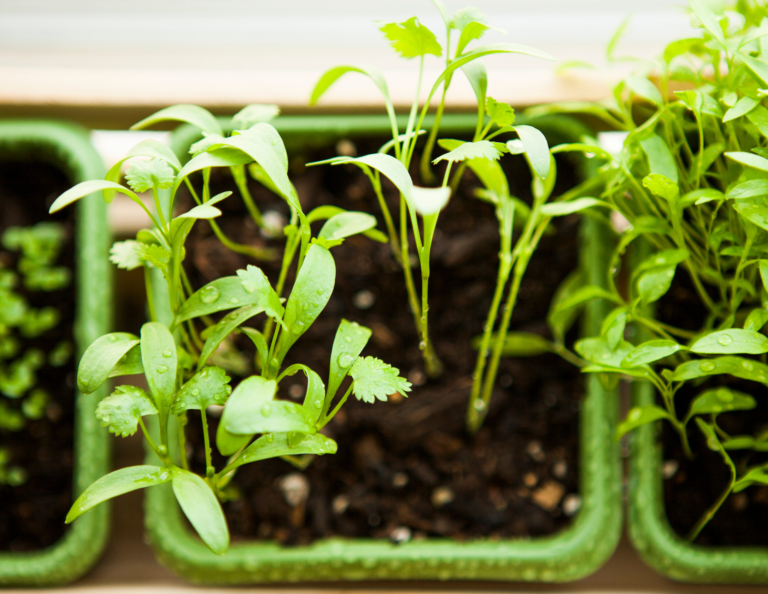 A Beginner's Guide to Growing Your Own Cilantro - Green Herb Guru