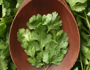 A Beginner's Guide to Growing Your Own Cilantro - Green Herb Guru