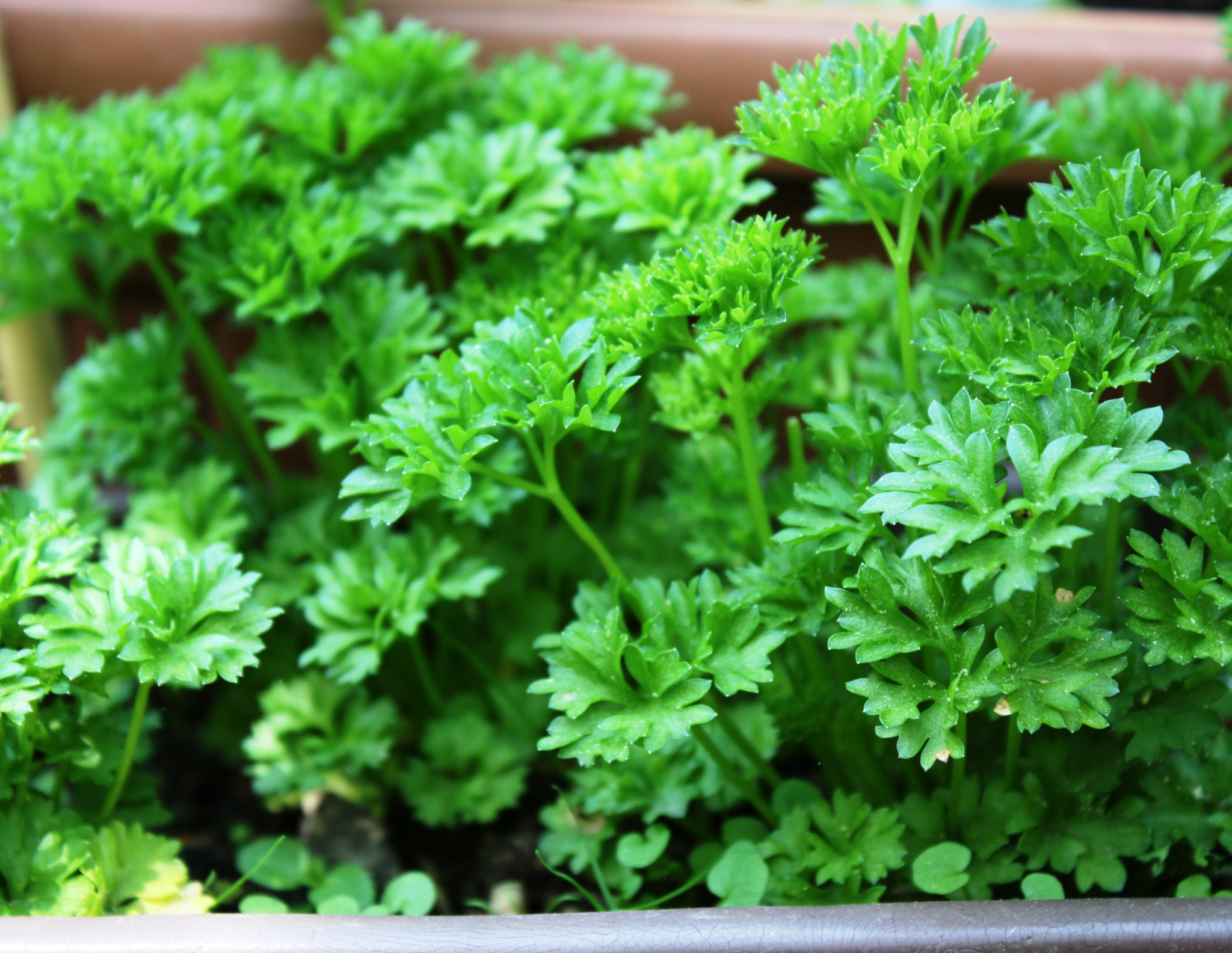 Spring Erbse Early Spring Herbs: Your Guide to Getting Started - Green Herb Guru