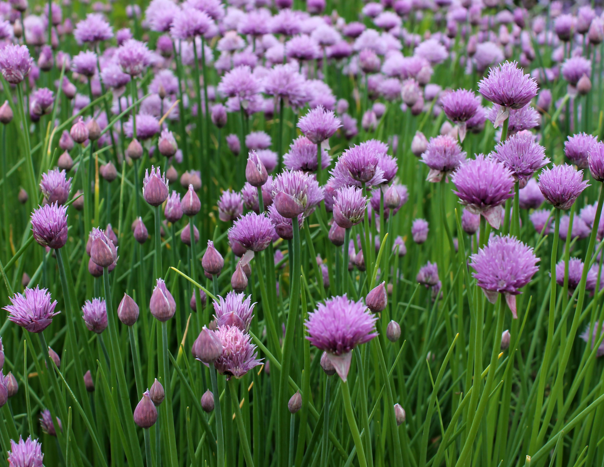 Chives: A Comprehensive Guide - Green Herb Guru